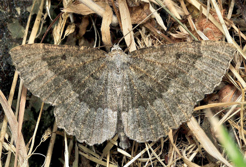 Gnophos furvata - Geometridae